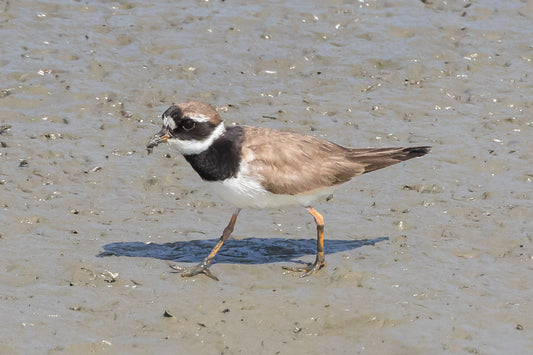 A Common Ringed Plover in Orange County California