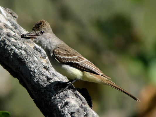 Ash-throated Flycatcher