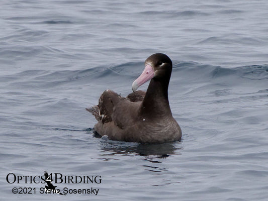 Short-tailed Albatross in SoCal Waters