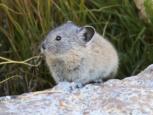 American Pika – unmercifully cute alpine furballs