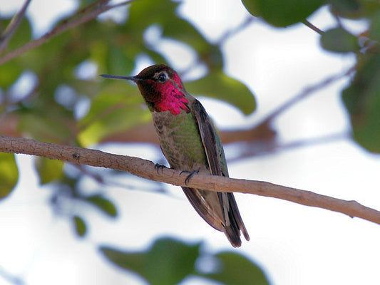 So Cal Hummingbird Migration III