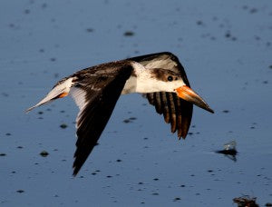 The Black Skimmer