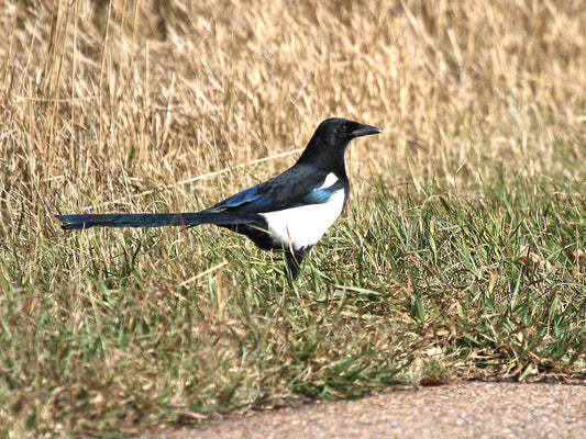 Magpie – Black-billed and Yellow-billed