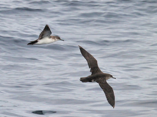 A Fall Pelagic Trip Out of Dana Point