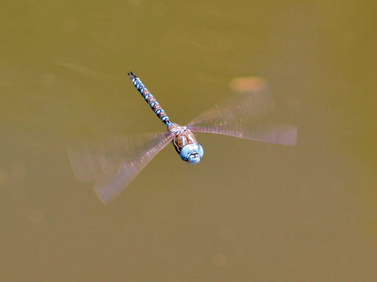 Blue-eyed Darners