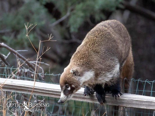 A Most Unusual “Raccoon”