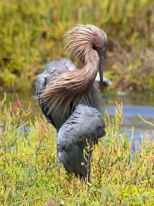 Dance of the Reddish Egret