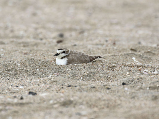 Eureka – A Snowy Plover Story