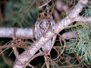 Flammulated Owl in the Northern Sierras