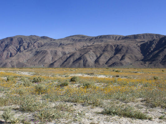 Anza-Borrego Super-Bloom
