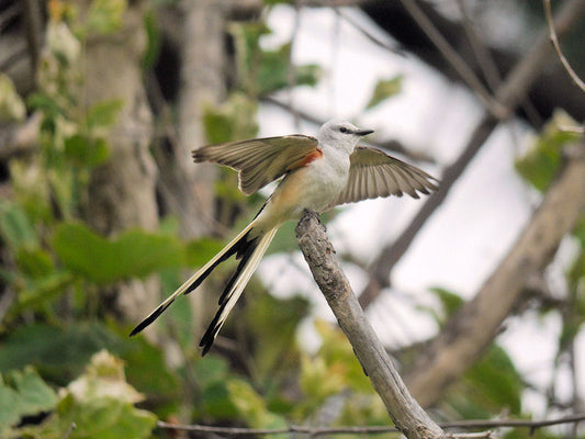 Strange Things Revisited