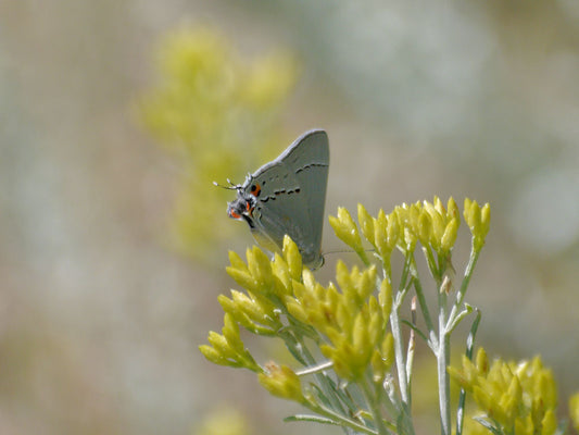 Hairstreak Butterflies