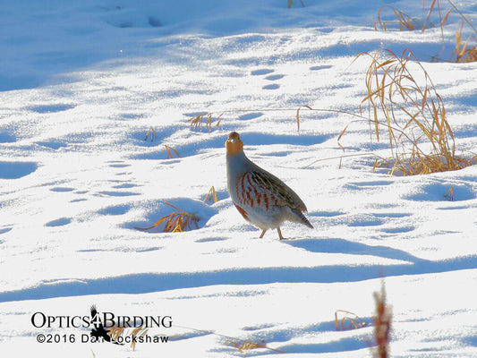 Winter Birds of Calgary Canada