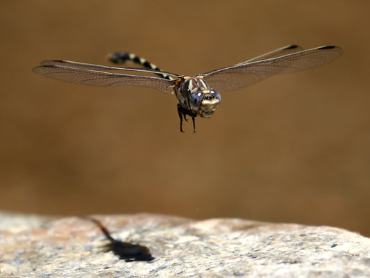 Deep Creek Dragonflies