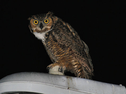 Local Owls with Optics4Birding