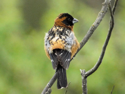 Black-headed Grosbeak: Swarovski ATX 85