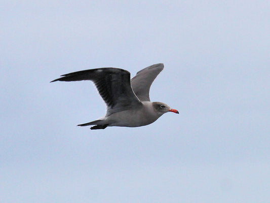 A Fall Pelagic Trip Out of Dana Point