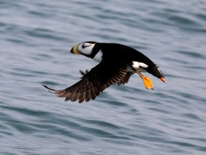 Pacific Ocean Puffins