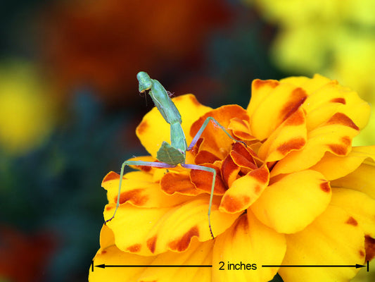 Bright or dark, close or far – ATX/STX spotting scope