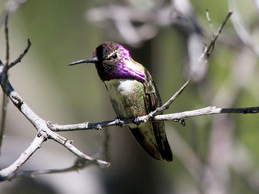 Hummingbirds Migrating in Southern California II