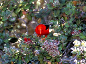 ‘I’iwi (Scarlet Hawaiian Honeycreeper)