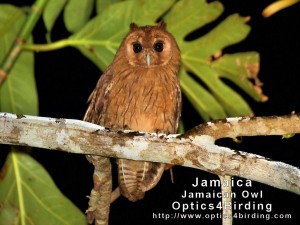 Jamaican Owl