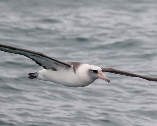 A Laysan Albatross in Orange County