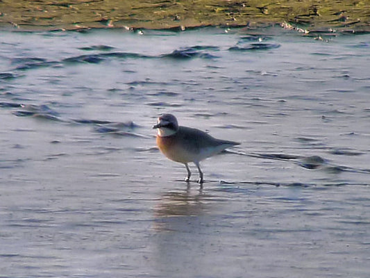 A Lesser Sand-Plover in Orange County