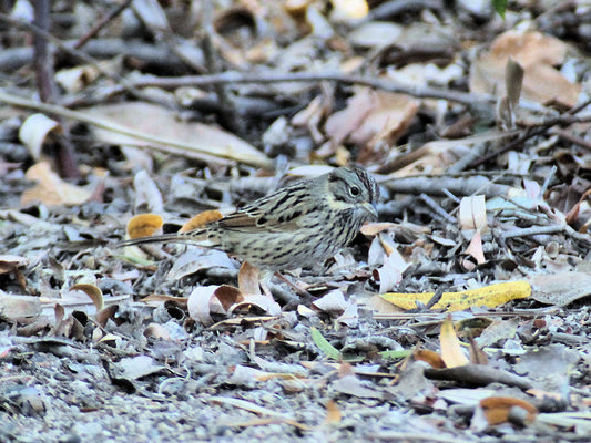 Lincoln’s Sparrow