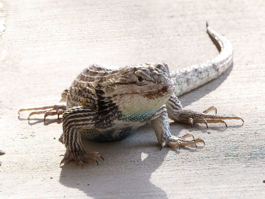 Desert Spiny Lizards