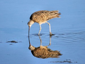 Long-billed Curlew