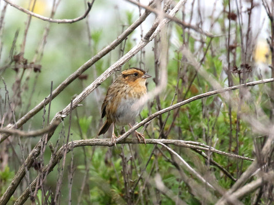 Coastal Saltmarsh Sparrows