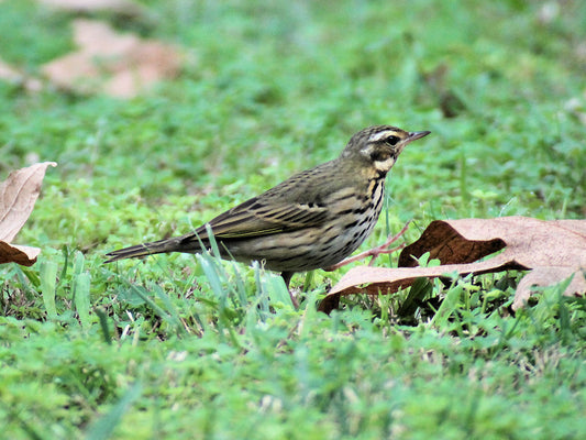 Olive-backed Pipit