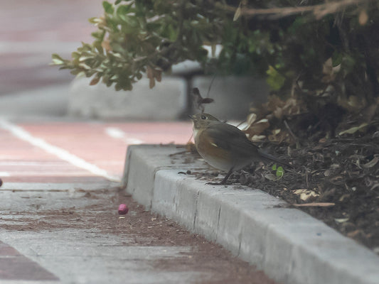 A Chaseable Red-flanked Bluetail in California