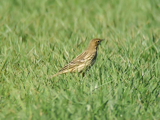 Red-throated Pipits Return to SoCal