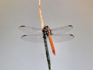 Salton Sea Dragonflies