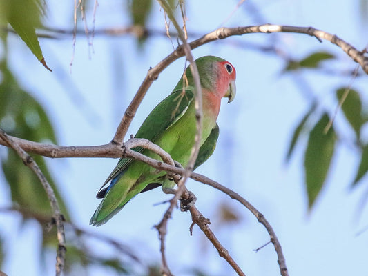 Exotic Parrots in North America