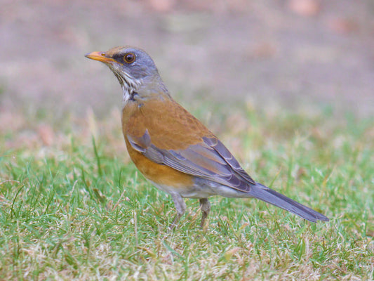 Rufous-backed Robin