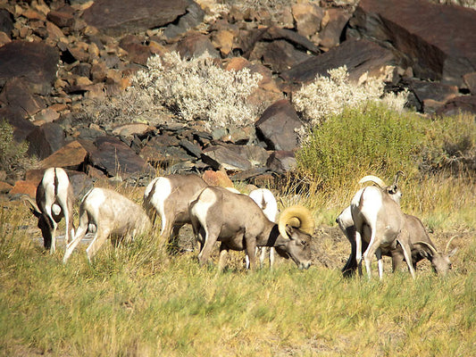 Featherless Joy of Birding