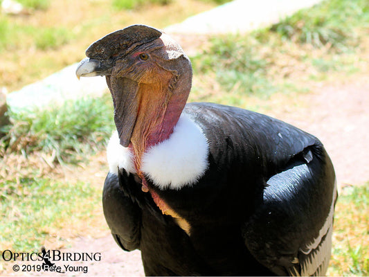 Andean Condor: Let’s Float Down to Peru!