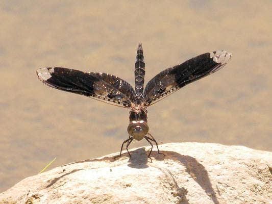 Filigree Skimmer 3rd record in CA