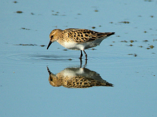 Season of Shorebirds – Summer 2011