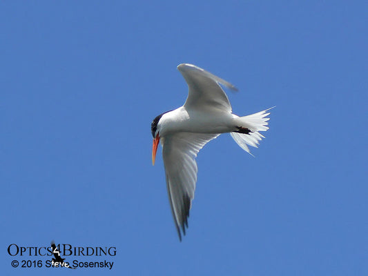 Elegant Terns