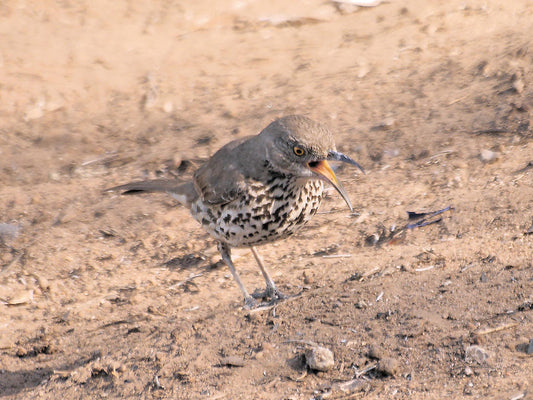 Gray Thrasher: 1st US Record