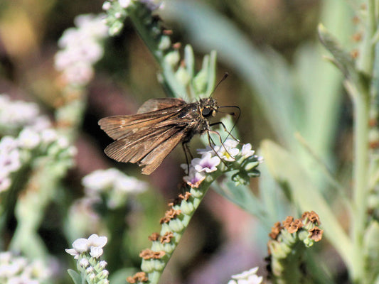 Wandering Skippers