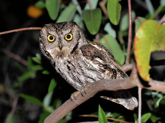 Western Screech-owl calling