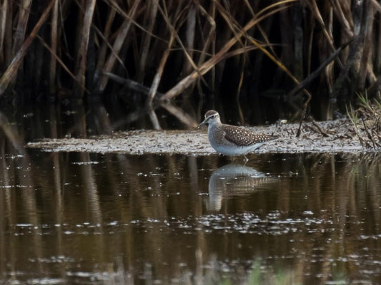 A Wood Sandpiper in Humboldt County