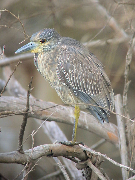A Yellow-crowned Night-Heron in Orange County
