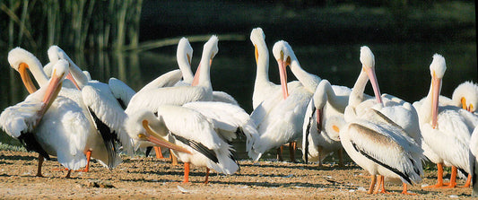 American White Pelicans Feeding Behavior