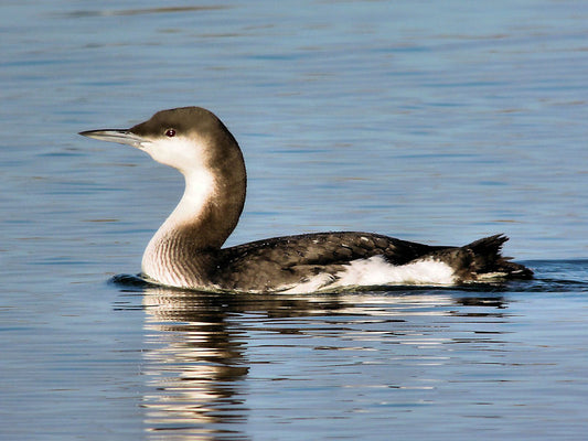 Arctic Loon-acy